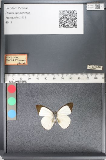 Media type: image;   Entomology 130041